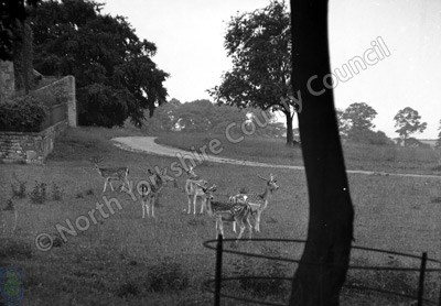 Nostell Priory, Deer